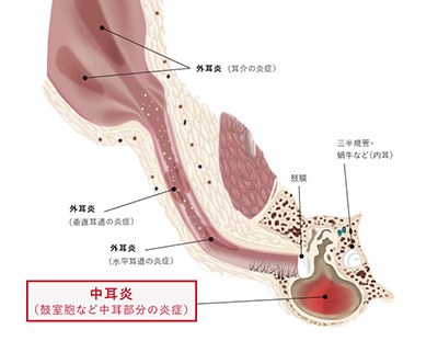 耳道の構造