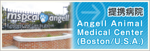 提携病院　Angell Animal Medical Center(Boston/U.S.A.)
