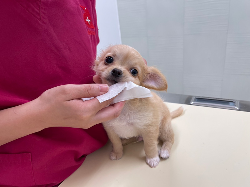 Brushing Practice