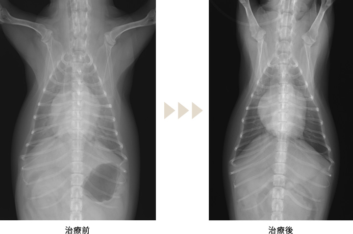 院外CPAから長期予後を得た心原性肺水腫のチワワ