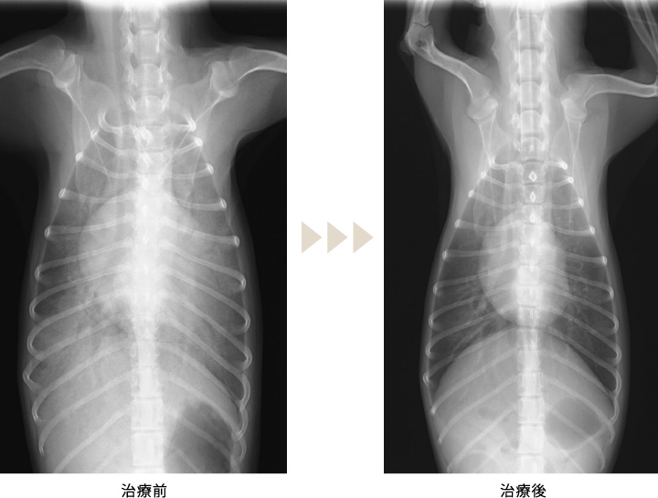 人工呼吸管理で救命した心原性肺水腫のチワワ